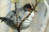 Μαυροτσιροβακος (Sylvia melanocephala)