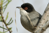 Μαυροτσιροβακος (Sylvia melanocephala)