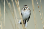 Καλαμοτσιχλονο (Emberiza schoeniclus) στη λιμνοθαλασσα Ωρωπου