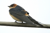 Μιλτοχελιδονο (Hirundo daurica)