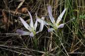 Κολχικο (Colchicum soboliferum) στην Αττικη