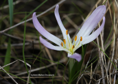 Κολχικο (Colchicum soboliferum) στην Αττικη