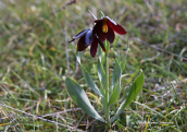Μαυρη φριτιλλάρια (Fritillaria obliqua) στην Αττικη