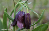 Μαυρη φριτιλλάρια (Fritillaria obliqua) στην Αττικη