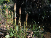 Equisetum telmateia σρην Αττικη