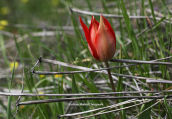 Τουλιπα (Tulipa undulatifolia) στη Βοιωτια