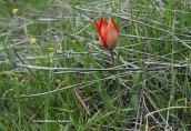 Τουλιπα (Tulipa undulatifolia) στη Βοιωτια