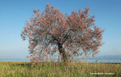 Αρμυρικι (Tamarix hampeana) στην Αττικη