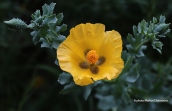 Glaucium flavum στην Αττικη