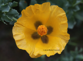 Glaucium flavum στην Αττικη