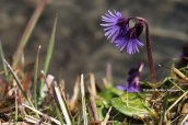 Soldanella pindicola στον Γραμμο