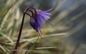 Soldanella pindicola στον Γραμμο