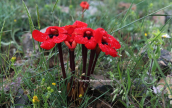 Phelypaea coccinea στις Πρεσπες