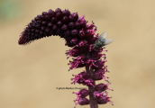 Lysimachia atropurpurea
