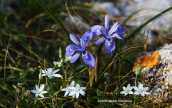 Ιριδα (Gynandriris sisyrinchium) στα Μεγαρα