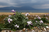 Matthiola tricuspidata στη λιμνοθαλασσα Ωρωπου