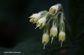 Symphytum bulbosum στον Κηφισο (Αττικη)