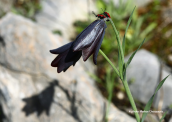 Fritillaria obliqua στα βορεια της Αττικης