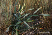 Κρινος της θαλασσας Sea Daffodil Pancratium maritimum