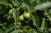 Καρυδια (Juglans regia)