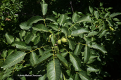 Καρυδια (Juglans regia)