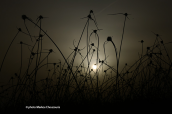 Cyperus sp. στο ηλιοβασιλεμα