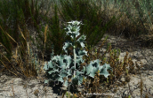 Eryngium maritimum