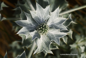 Eryngium maritimum