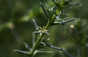 Salsola sp.