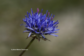Jasione heldreichii