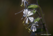 Σιληνη (Silene dichotoma)