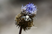 Thomisus onustus πανω σε Jasione heldreichii