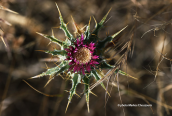 Carlina lanata
