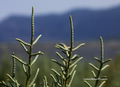 Αρμυρα (Salicornia europaea)