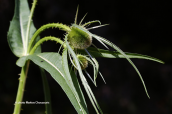 Dipsacus fullonum