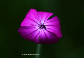 Lychnis coronaria