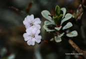 Limonium proliferum στη Ναξο