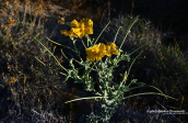 Glaucium flavum στον Αγιο Προκοπιο στη Ναξο