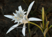 Κρινος της θαλασσας (Pancratium maritimum)