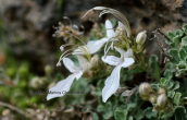 Teucrium aroanium στη μικρη Ζηρεια