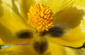 Glaucium flavum στη βορεια Ευβοια