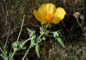 Glaucium flavum στη βορεια Ευβοια