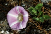 Calystegia soldanella στη βορεια Ευβοια
