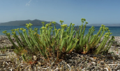 Ευφορβία της παραλιας (Euphorbia paralias) στη βορεια Ευβοια