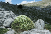 Astragalus angustifolius στο Παρνασσο