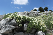 Astragalus angustifolius στο Παρνασσο