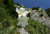 Lilium candidum στο φαραγγι του Βικου