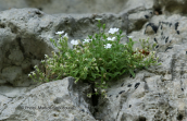 Σιληνη (Silene intonsa) στη χαραδρα του Αωου