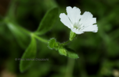 Σιληνη (Silene intonsa) στη χαραδρα του Αωου