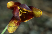 Fritillaria epirotica στο Σμολικα